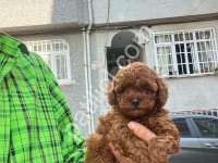 A Kalite Safkan Toy Poodle Yavrularımız