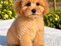 Maltipoo Cinsi Yavrular Ev Üretimi