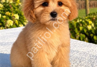MALTİPOO CİNSİ YAVRULAR EV ÜRETİMİ