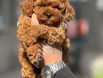 Peluş toy poodle yavrularım