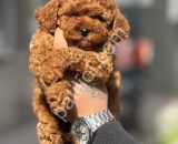 Peluş toy poodle yavrularım