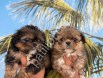 Resmi işletmeden morkie yavruları