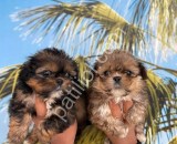 Resmi işletmeden morkie yavruları