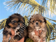 Resmi işletmeden morkie yavruları