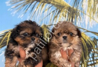 Resmi işletmeden morkie yavruları