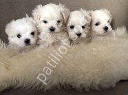 MALTESE TERRİER CİNSİ YAVRULAR