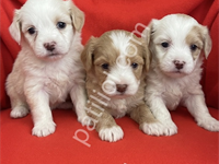 Wc Eğitimli-Aşılı Maltipoo Bebekler