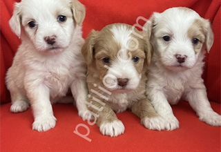 Wc eğitimli-Aşılı maltipoo bebekler