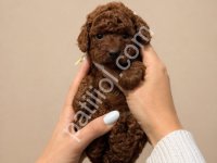 Akıllı Ve Tüy Dökmeyen Poodle