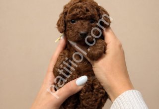 Akıllı ve Tüy Dökmeyen Poodle