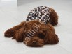 Satılık Red Toy Poodle Yavru