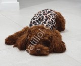 Satılık Red Toy Poodle Yavru