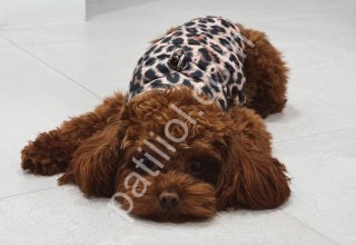 Satılık Red Toy Poodle Yavru