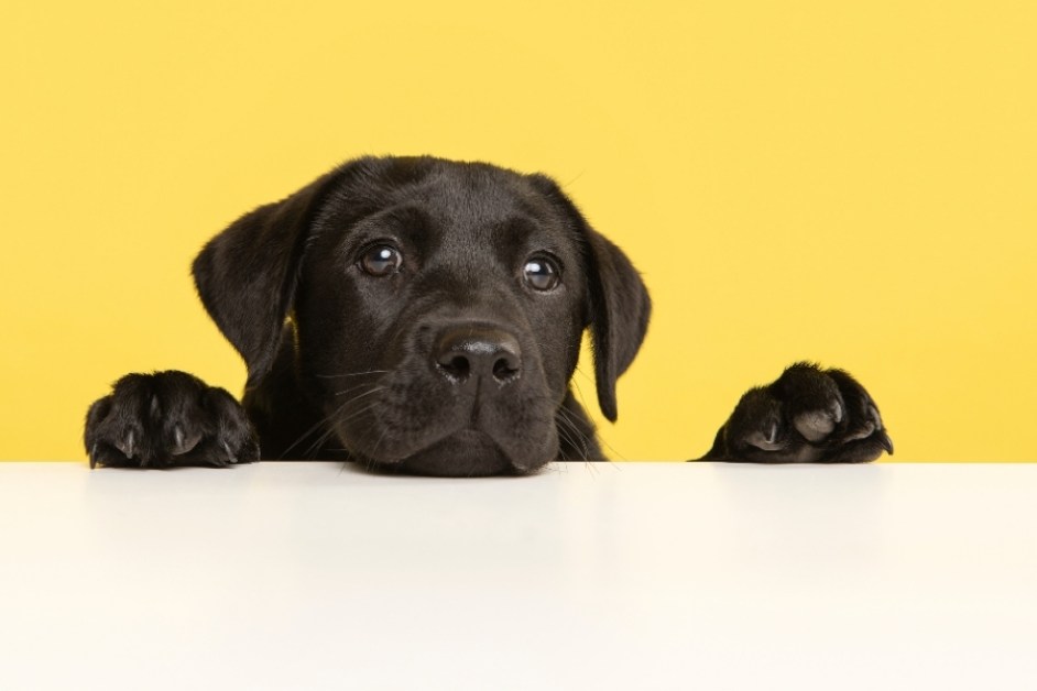 Labrador Retriever Hakkında Her şey