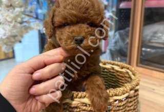 TOY POODLE SEVİMLİ YAVRULAR