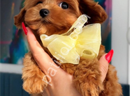 Antalya Maltipoo Satılık Yavru