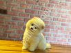 Show Kalite Pomeranian Boo Yavrularım
