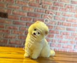 Show Kalite Pomeranian Boo Yavrularım