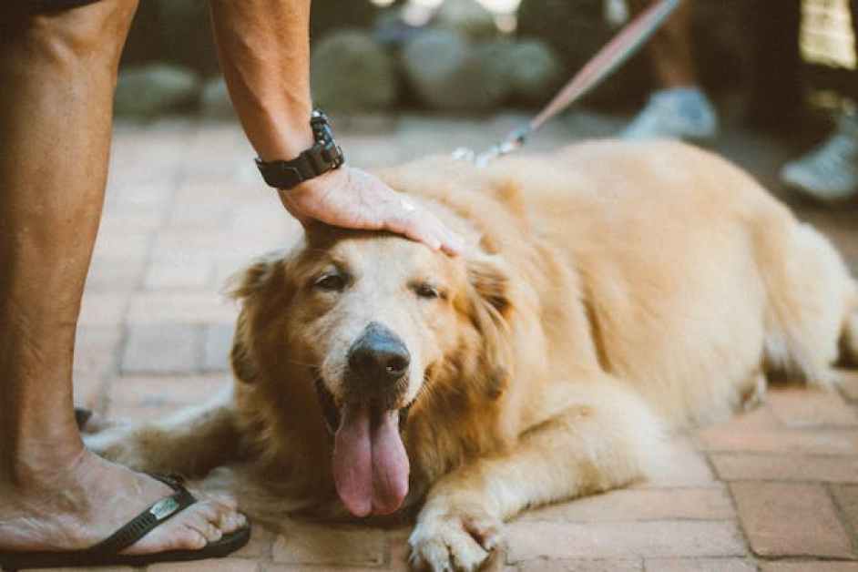Köpek eğitiminin temelleri evde başlanabilecek yöntemler