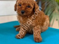 Minik Toy Poodle Yavrularım