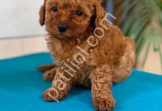 Minik toy poodle yavrularım