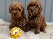 Denizli Merkez Teslime Hazır Poodle Bebekler