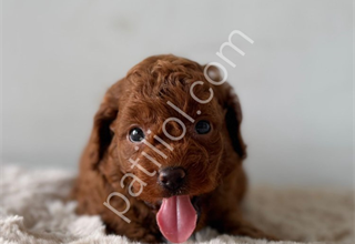 DENİZLİ POODLE EVİNDEN OYUNCAK BOY POODLE BEBEKLER