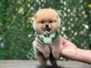 POMERRİAN boo yavrular