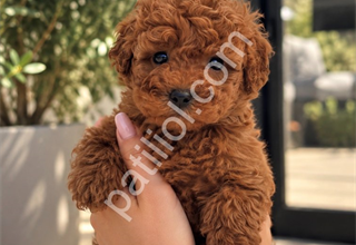 GÖRENİN BİR DAHA BAKTIĞI POODLE YAVRULARI