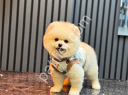 Tüy yumağı dost canlısı pomeranian yavrularım