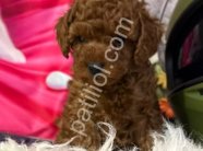 İstanbul Toy Poodle Satılık Safkan Yavru