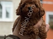 Peluş toy poodle yavrularım