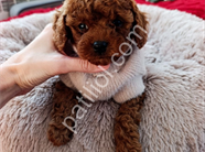 Irk ve sağlık garantili Toy poodle yavrularım