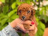 Pamuk Şeker Gibi Minik Poodle'ımız Yeni Ailesini Arıyor