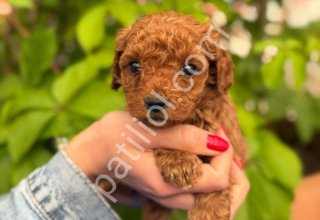 Pamuk şeker gibi minik poodle'ımız yeni ailesini arıyor