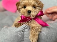 Aile dostu ırk maltipoo yavrular