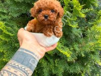 Toy Poodle Sevimli Yavrular