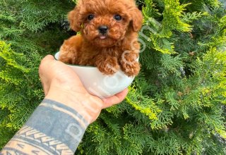 TOY POODLE SEVİMLİ YAVRULAR