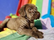 ÇİKOLATA RENK EFSANE GÜZELLİKTE MÜTHİŞ LABRADOR YAVRULAR