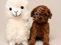 Oyuncak Gibi Tatlı Poodle