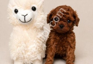 Oyuncak Gibi Tatlı Poodle