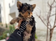 YORKİ BEBELER