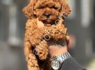 Peluş toy poodle yavrularım