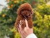Irk ve sağlık garantili Toy poodle yavruları