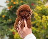 Irk ve sağlık garantili Toy poodle yavruları