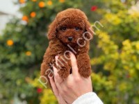 Irk Ve Sağlık Garantili Toy Poodle Yavruları
