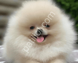 Kar Beyazı Pomeranian Boo Son Erkek Yavru
