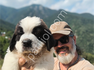 HEİDİ NİN KÖPEĞİ FİLM YILDIZI SAİNT BERNARD YAVRULAR