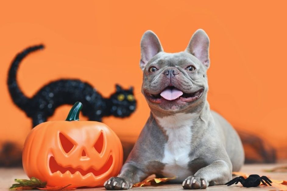 French Bulldog Hakkında Her Şey