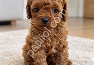 BABY FACE POODLE YAVRULAR
